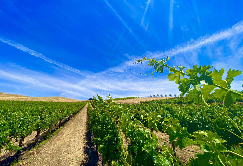 Vineyard under deep blue sky